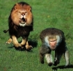 Baboon being chased by a lion