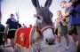 Marine Corps donkey