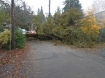 Tree across Lakefront Rd Lake Oswego Oregon