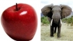 apples and elephants