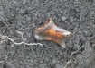 Child's bone at Mohawk School in Canada