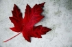 Canada maple leaf