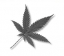 Marijuana leaf