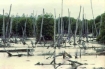 Remains of mangrove in Viet Nam