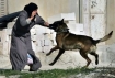 2007 photo shows Israel's dog attacks on Palestinian civilian