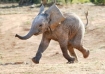 Elephant going mad