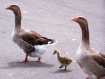 geese