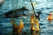 Salmon trapped in gillnet