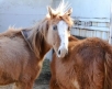 Neglected horses, Marion County, Oregon 25 Feb 2011