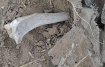 Photo by Tosh Plumlee of suspect human remains sticking out of the ground in Luna County, very close to Mexico.  After reporting this site, the bones disappeared without a trace.