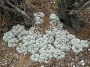  Lophophora willimsii