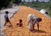 Maize farming in India