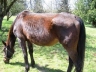 Malnourished Mare