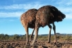 Ostrich hiding its head in the sand