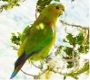 Fuertes’s Parrot 