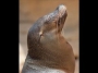 Sea lion