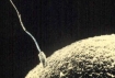 Sperm cell