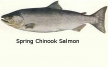 Spring Chinook Salmon