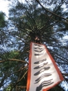 McKenzie River Tree Sit-In