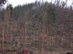 Oregon Logging