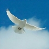 White dove