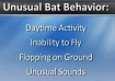 rabies bats