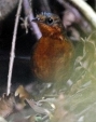 Stresemann's Bristlefront by Ciro Albano - NE Brazil Birding. Photo may be used with credit.