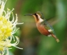 The Little Woodstar is one of the species benefiting from actions in Peru to expand a key bird reserve and protect cloud forest areas. Photo by Daniel J. Lebbin.