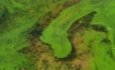 Cyanobacteria