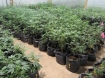 marijuana grow