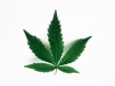 cannabis