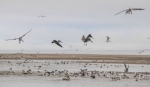 Bird Buffet Oregon Coast