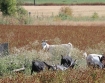 Oregon farm