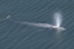 gray whale Oregon