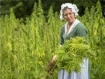 hemp cannabis