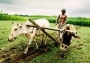 India agriculture