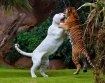 Liger vs tiger, fight!