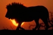 Lion in Zimbabwe