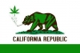 Cal marijuana bear