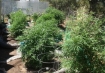 Marijuana garden