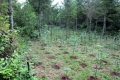  marijuana grow operation