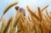 Monsanto wheat