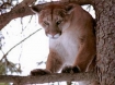 Oregon Cougar