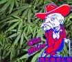 Ole Miss marijuana