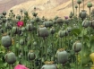 Opium poppies