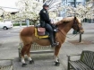 Portland Police Horse