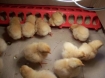 baby chicks