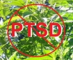 marijuana helps PTSD