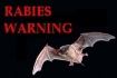 rabid bats