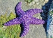 ochre sea star